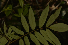 Austrosteenisia glabristyla