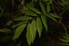 Austrosteenisia glabristyla