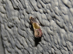 Eumarozia malachitana