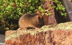 Antechinus flavipes