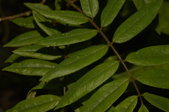 Austrosteenisia glabristyla