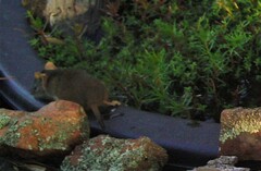 Antechinus flavipes