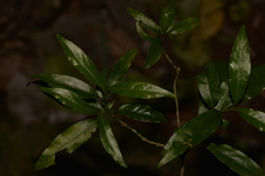 Gynochthodes jasminoides