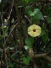 Hewittia malabarica