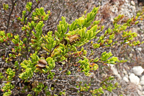 Image of Smooth Twinleaf (Roepera fulva) by no rights reserved