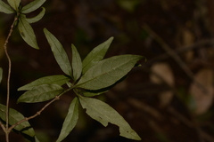 Gynochthodes jasminoides