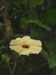 Hewittia malabarica