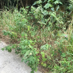 Urena procumbens
