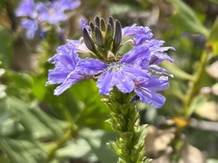 Scaevola nitida