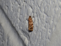 Phaecasiophora niveiguttana