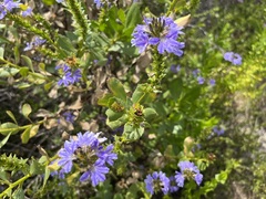 Scaevola nitida