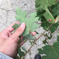 Urena procumbens