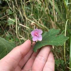Urena procumbens