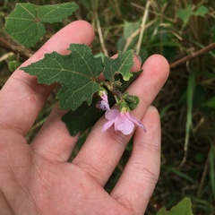 Urena procumbens