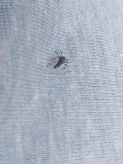 Psorophora cyanescens