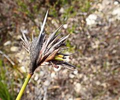 Bobartia robusta