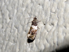 Olethreutes fasciatana