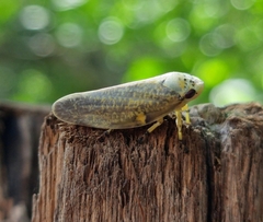 Ptyelus grossus