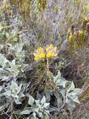 Aspalathus aspalathoides