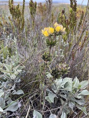 Aspalathus aspalathoides