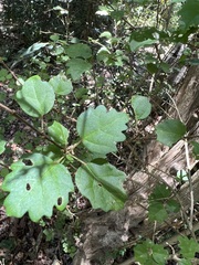 Premna serratifolia