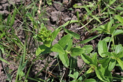 Acalypha peduncularis