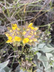 Aspalathus aspalathoides