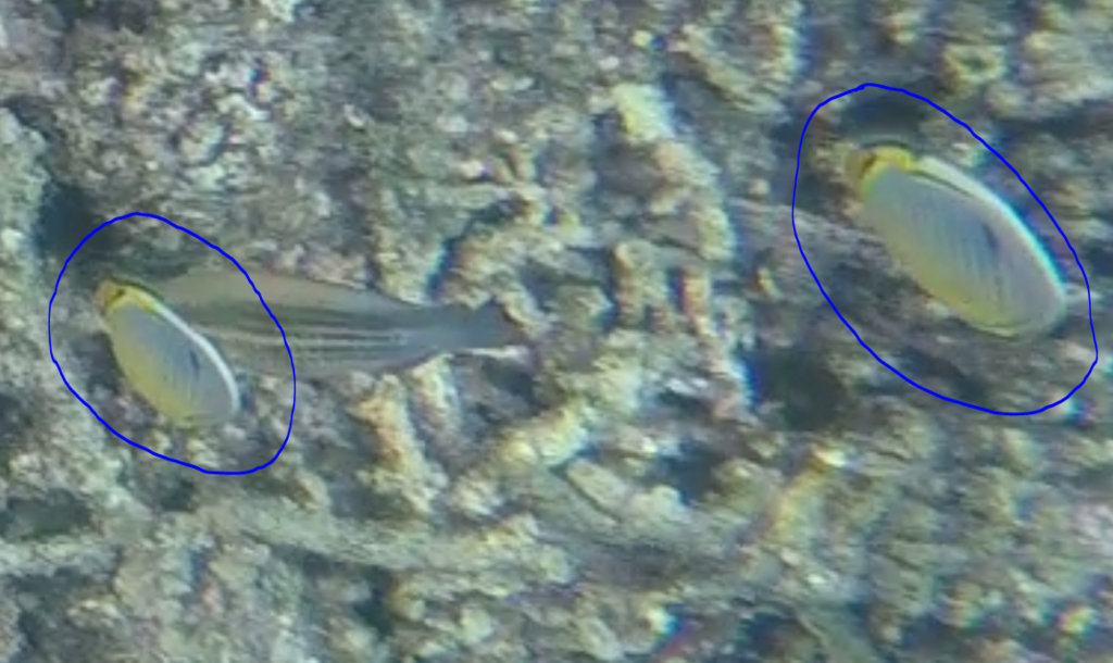 Melon butterflyfish
