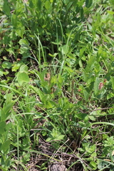 Acalypha peduncularis