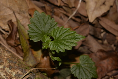 Lobelia trigonocaulis