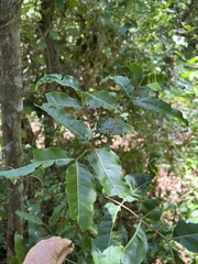 Lepidocupania arcuata