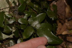 Arthropteris tenella