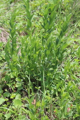 Acalypha peduncularis