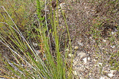 Bobartia robusta