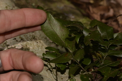 Arthropteris tenella
