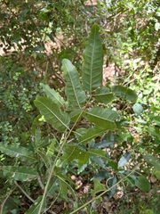 Lepidocupania arcuata