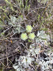 Aspalathus aspalathoides