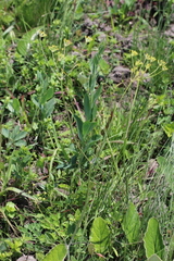 Afrosciadium caffrum