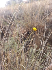 Pentzia quinquefida
