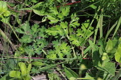 Afrosciadium caffrum