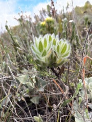 Aspalathus aspalathoides