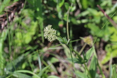 Agathisanthemum bojeri