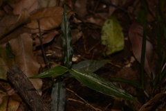 Aneilema acuminatum
