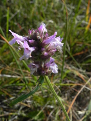 Betonica officinalis
