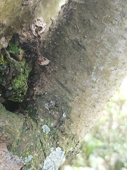 Crematogaster castanea