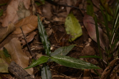 Aneilema acuminatum