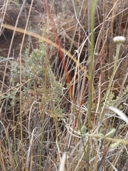 Pentzia quinquefida