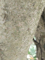 Crematogaster castanea