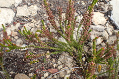 Erica curtophylla