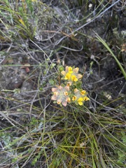 Aspalathus aspalathoides